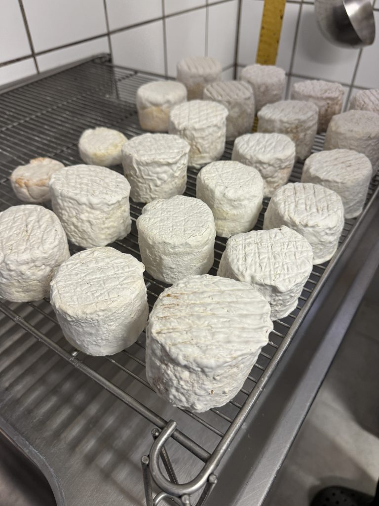 Mein Traum vom Käse machen