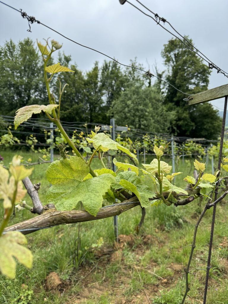 Der Wein mit dem Wolf im Logo